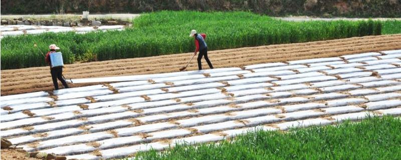 在家种植什么简单又赚钱，根据实际情况选择合适的项目