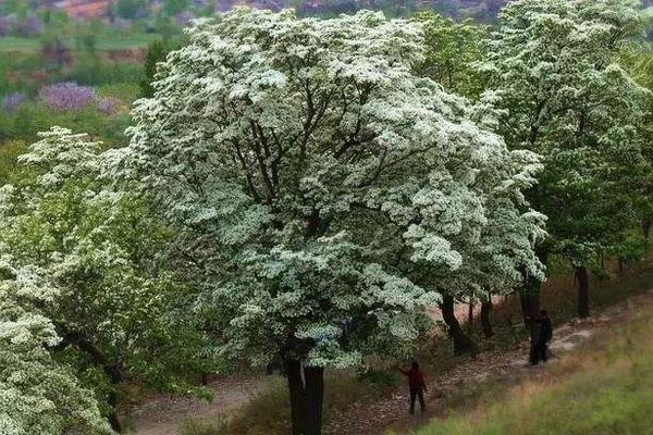 流苏树嫁接桂花方法