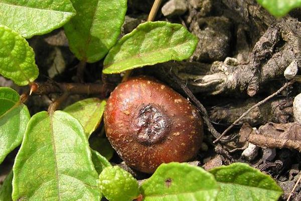 野地瓜种植技术