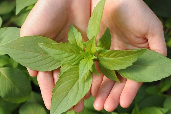 荆芥种植技术