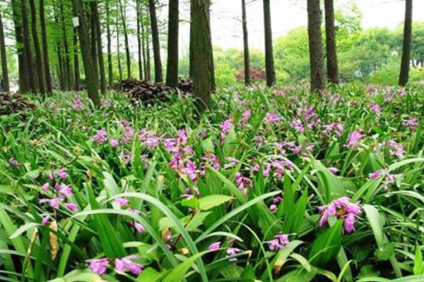 农村种白芨赚钱吗