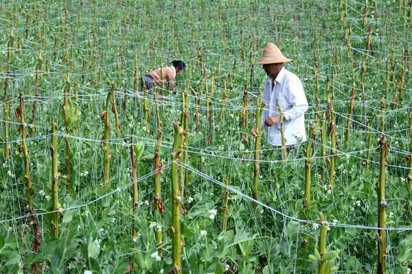 种植豌豆如何浇水和施肥，种植管理技术介绍