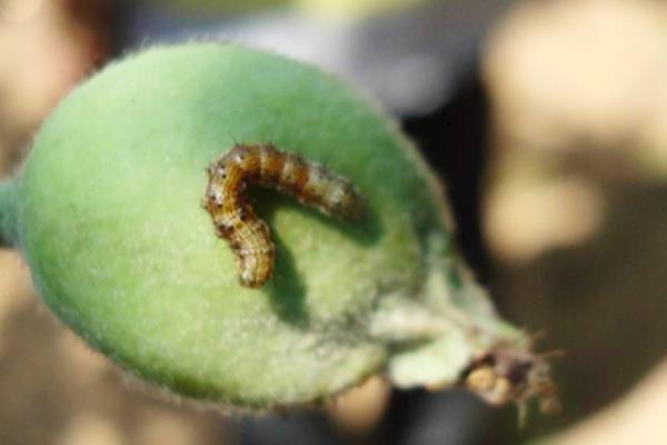 食心虫防治方法