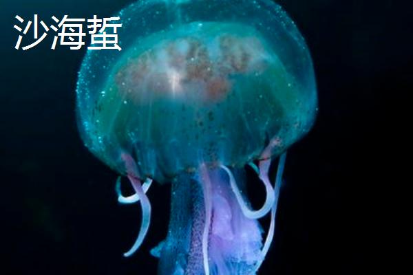 海蜇种类