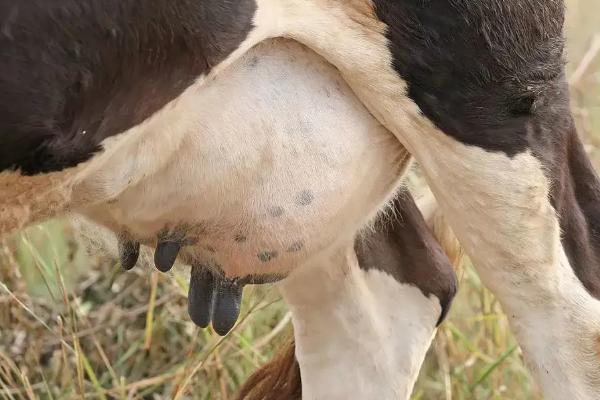 奶牛的乳头数量