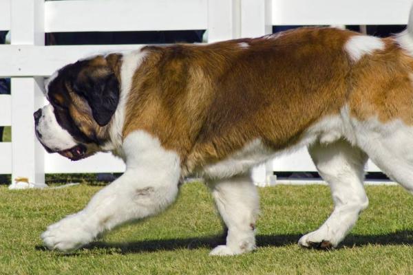 圣伯纳犬多少钱一只