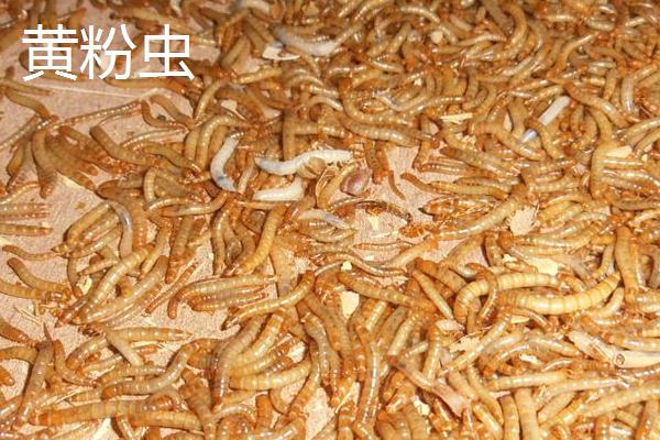 黑粉虫和黄粉虫的区别，幼虫、成虫、分布和生性都不同