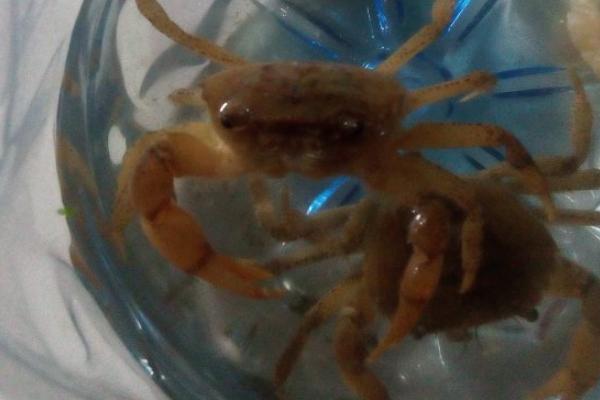 海里抓的螃蟹如何饲养