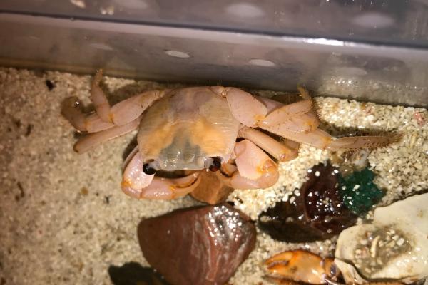 海里抓的螃蟹如何饲养