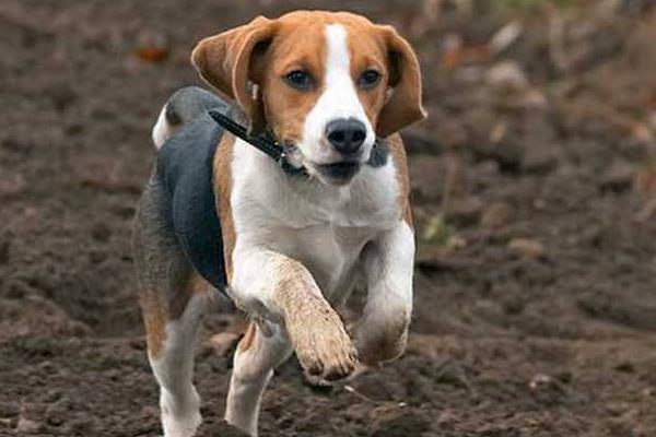 比格犬多少钱一只