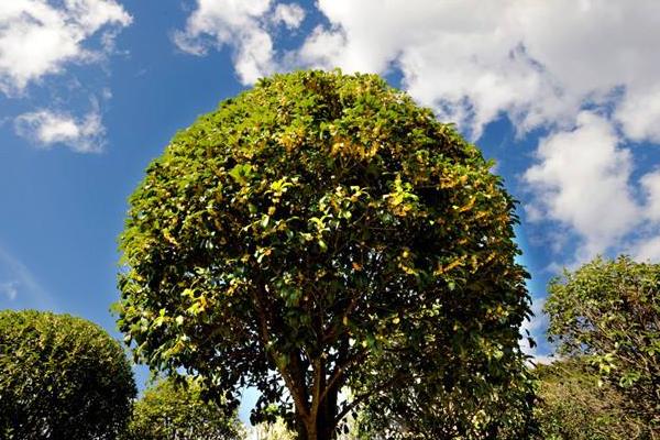 桂花树特点和用途