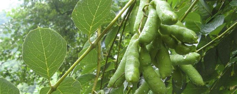 猫屎瓜种植技术，可播种育苗或穴播