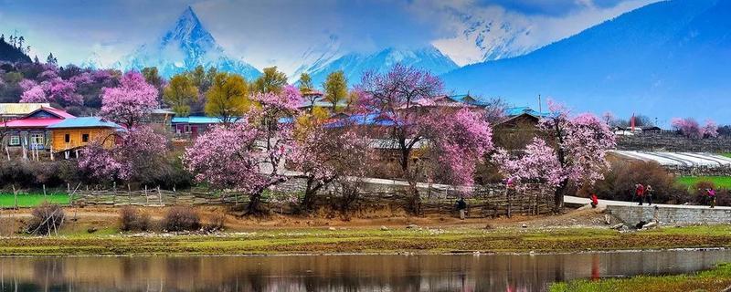 林芝桃花的开花时间，关于林芝桃花基本介绍