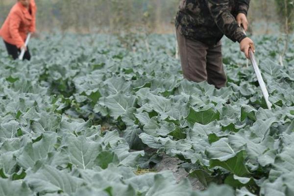 西兰花种植注意事项，西兰花被称为“蔬菜皇冠”