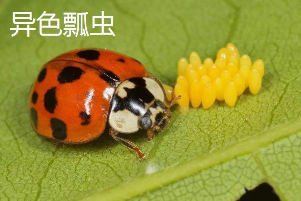 瓢虫是益虫还是害虫？