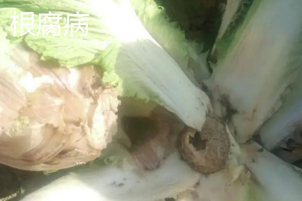 白菜烂根烂心用什么药防治