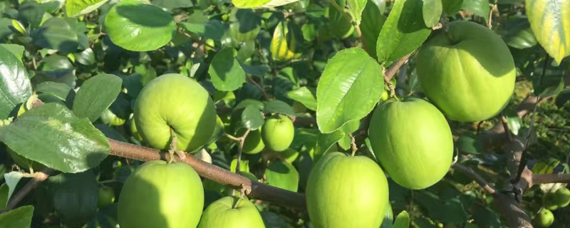 台湾青枣该怎么种植，有哪些种植技巧