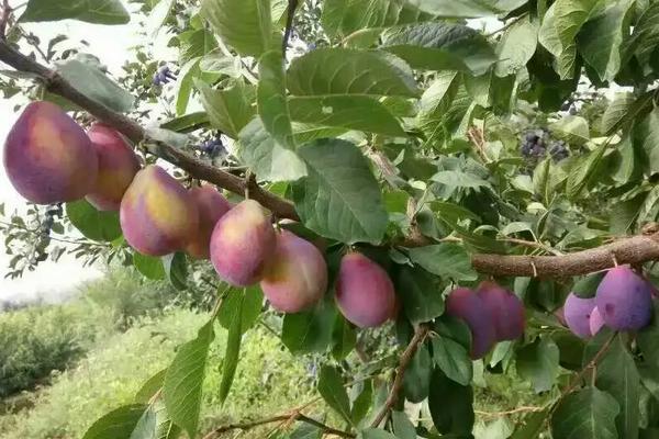 西梅种植管理，附果园建设要点