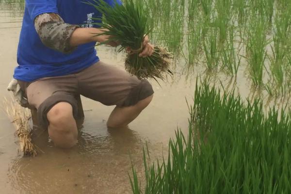 种植水稻首先要做什么