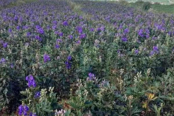 附子种植技术与栽培管理