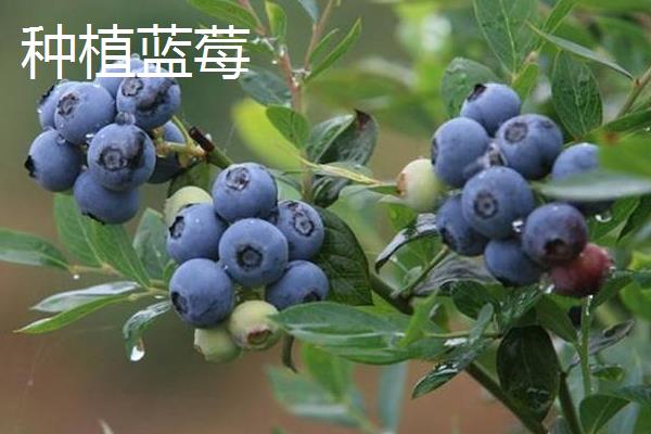 野生蓝莓和种植蓝莓的区别