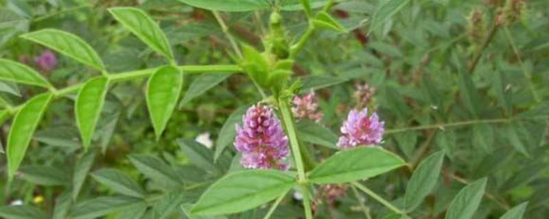 热门及名贵中药材种植技术，甘草、黄精种植技术