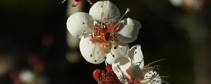 竹节梅应该如何养殖，需做好以下几点