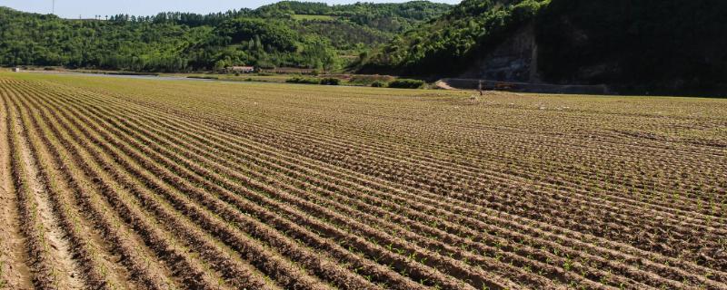 旱地是否属于基本农田