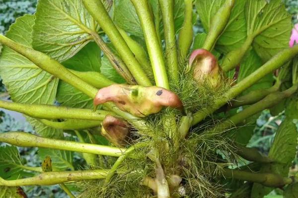 菱角何时种植，附种植要点