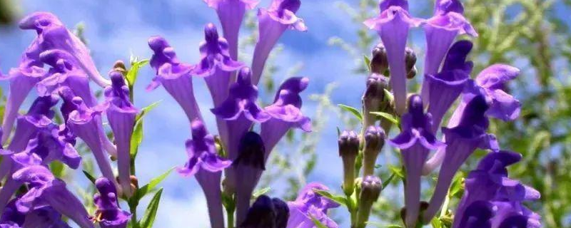 黄连、黄芩、黄柏的区别