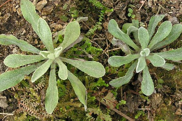 清明菜种植方法