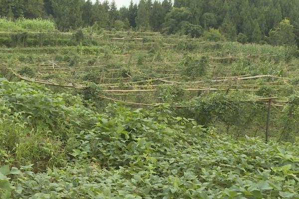 猫屎瓜种植条件，附种植方法