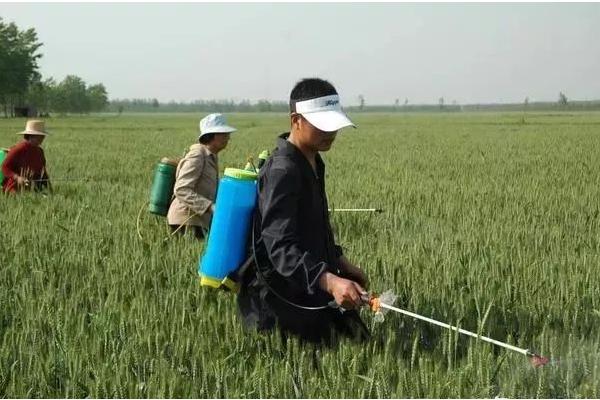 小麦常用除草剂