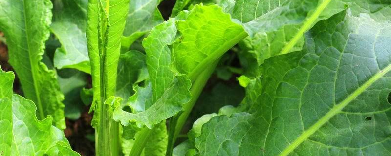 野菠菜是什么植物？花语是什么