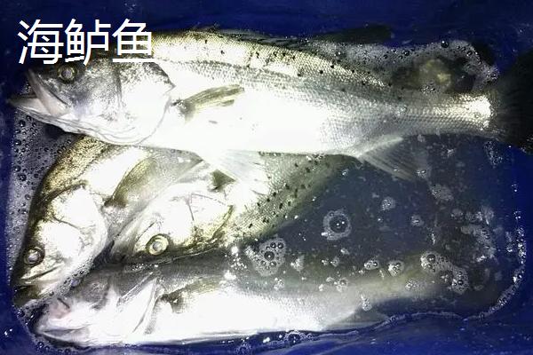 江鲈鱼和海鲈鱼区别