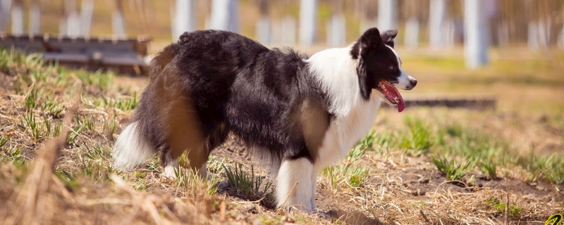 边境牧羊犬拉肚子怎么办？是什么原因导致的