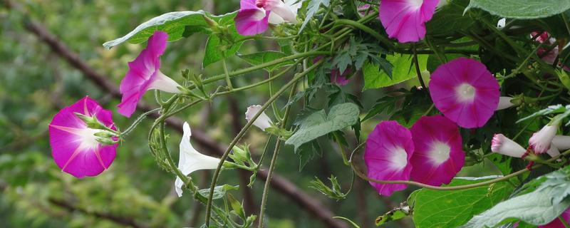 牵牛花和矮牵牛有什么不同，附牵牛花的养护方法