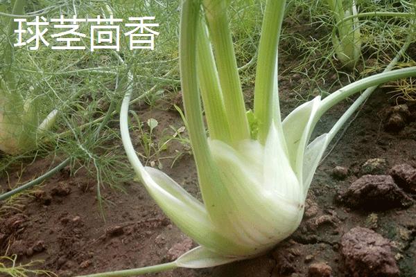 特种蔬菜有哪些品种