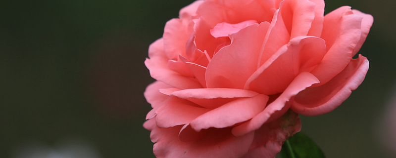 月季花的特点是什么？附月季花介绍和品种