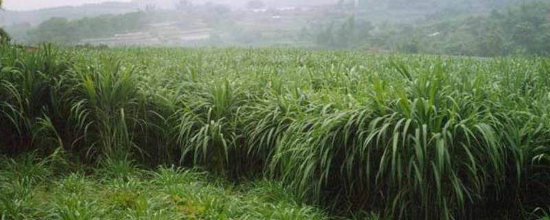 杂交狼尾草种植技术，一般采用条播