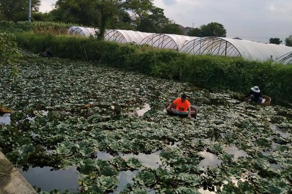 菱角何时种植，附种植要点