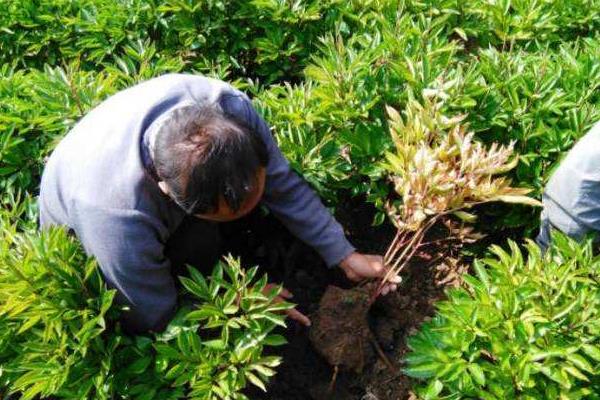 白芍种植注意事项