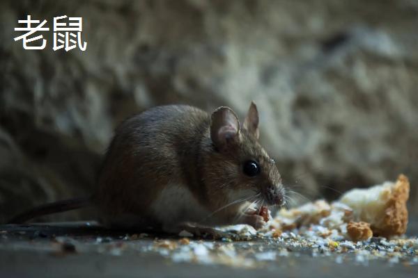 如何消灭拱土田鼠