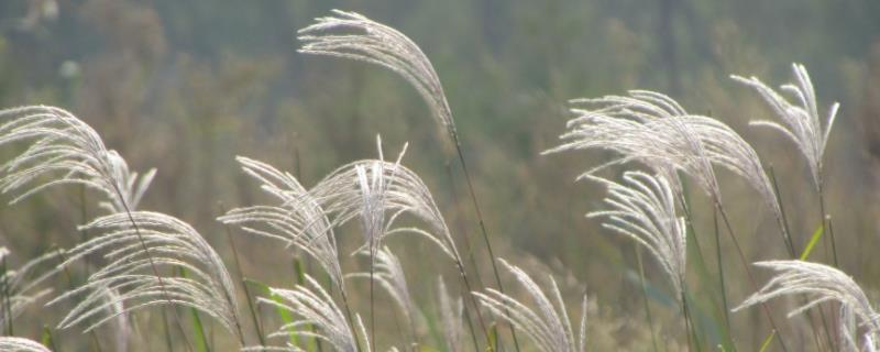 芦苇和芦草有什么不同，分别有什么形态特征