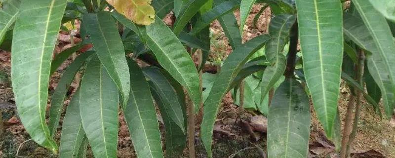 芒果苗种植方法，需要掌握的种植管理技术