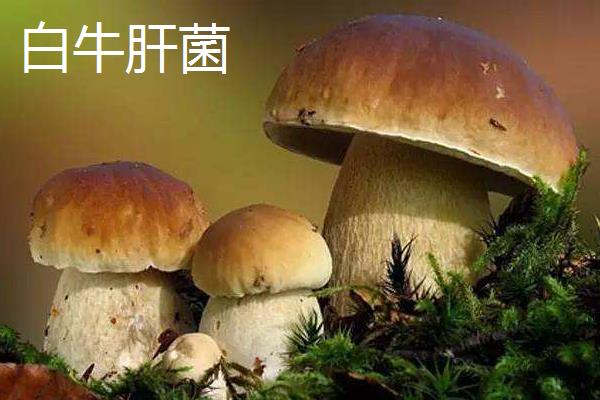 牛肝菌多少钱一斤