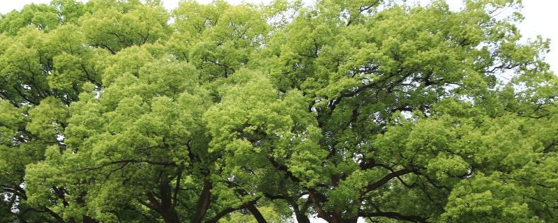 香樟什么时候开花？生长习性是什么