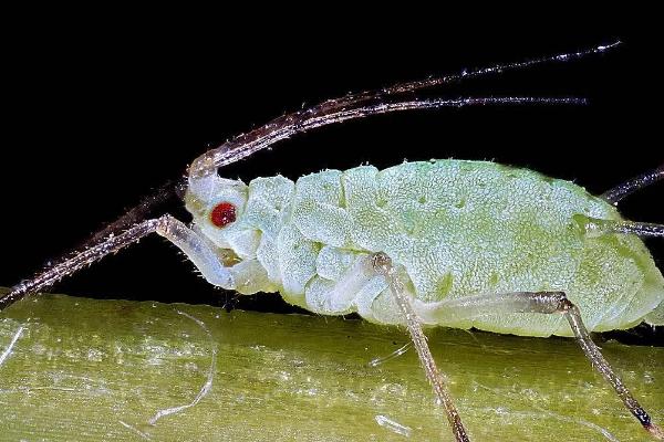 豆角蚜虫用什么土方法治