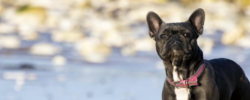 狂犬病潜伏期是多久？狂犬病的症状是什么