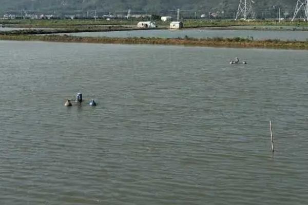 鱼塘用什么药降氨氮